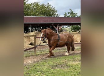 Weitere Kaltblüter Mix, Wallach, 14 Jahre, 160 cm, Fuchs