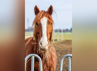 Weitere Kaltblüter Mix, Wallach, 14 Jahre, 160 cm, Fuchs