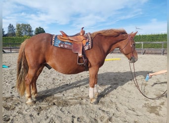 Weitere Kaltblüter Mix, Wallach, 15 Jahre, 155 cm, Fuchs
