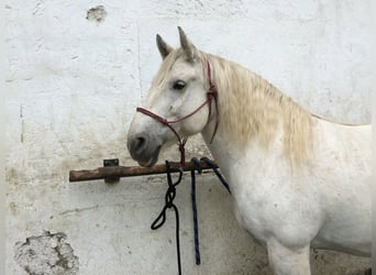 Weitere Kaltblüter Mix, Wallach, 18 Jahre, 158 cm, Fliegenschimmel