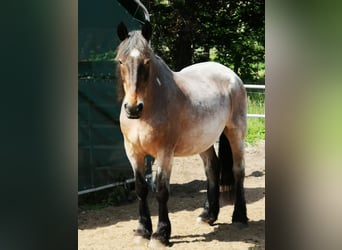 Weitere Kaltblüter Mix, Wallach, 24 Jahre, 168 cm, Brauner