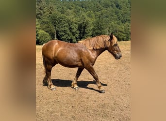 Weitere Kaltblüter Mix, Wallach, 2 Jahre, 155 cm