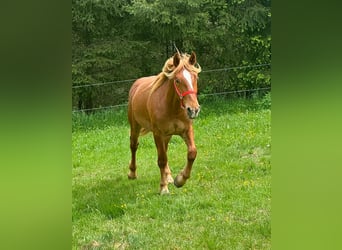 Weitere Kaltblüter, Wallach, 2 Jahre, 156 cm, Fuchs