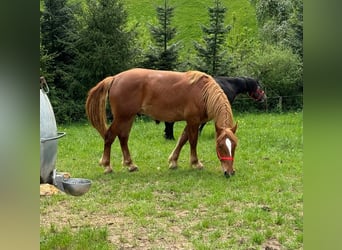Weitere Kaltblüter, Wallach, 2 Jahre, 156 cm, Fuchs