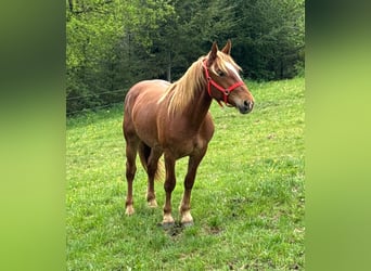 Weitere Kaltblüter, Wallach, 2 Jahre, 156 cm, Fuchs