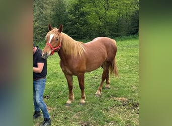 Weitere Kaltblüter, Wallach, 2 Jahre, 156 cm, Fuchs