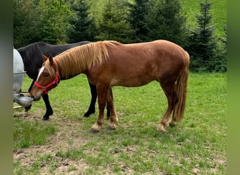 Weitere Kaltblüter, Wallach, 2 Jahre, 156 cm, Fuchs