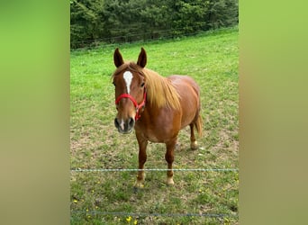 Weitere Kaltblüter, Wallach, 2 Jahre, 156 cm, Fuchs