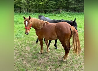 Weitere Kaltblüter, Wallach, 2 Jahre, 156 cm, Fuchs