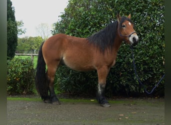 Weitere Kaltblüter, Wallach, 3 Jahre, 149 cm, Brauner