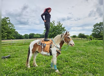 Weitere Kaltblüter, Wallach, 3 Jahre, 154 cm, Schecke