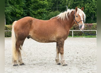 Weitere Kaltblüter, Wallach, 3 Jahre, 158 cm, Fuchs