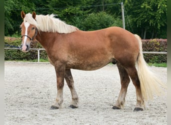 Weitere Kaltblüter, Wallach, 3 Jahre, 158 cm, Fuchs