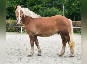 Weitere Kaltblüter, Wallach, 3 Jahre, 158 cm, Fuchs