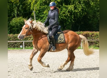 Weitere Kaltblüter, Wallach, 3 Jahre, 158 cm, Fuchs