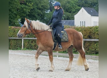 Weitere Kaltblüter, Wallach, 3 Jahre, 158 cm, Fuchs