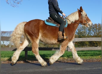 Weitere Kaltblüter, Wallach, 3 Jahre, 158 cm, Fuchs