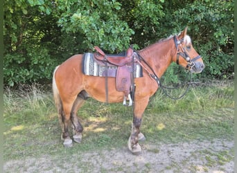 Weitere Kaltblüter, Wallach, 4 Jahre, 152 cm, Dunkelfuchs
