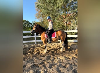 Weitere Kaltblüter, Wallach, 4 Jahre, 153 cm, Schecke