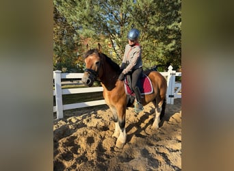 Weitere Kaltblüter, Wallach, 4 Jahre, 153 cm, Schecke