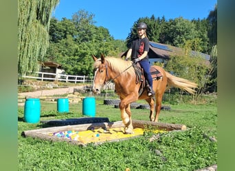 Weitere Kaltblüter, Wallach, 4 Jahre, 157 cm, Fuchs