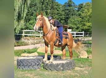 Weitere Kaltblüter, Wallach, 4 Jahre, 157 cm, Fuchs
