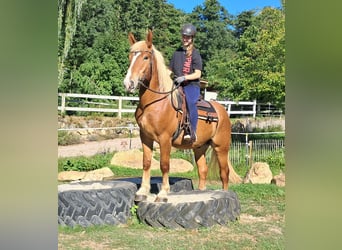 Weitere Kaltblüter, Wallach, 4 Jahre, 157 cm, Fuchs