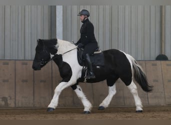 Weitere Kaltblüter Mix, Wallach, 4 Jahre, 160 cm, Schecke