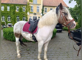 Weitere Kaltblüter, Wallach, 4 Jahre, 160 cm, Schecke
