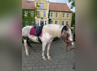 Weitere Kaltblüter, Wallach, 4 Jahre, 160 cm, Schecke
