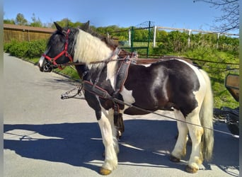 Weitere Kaltblüter, Wallach, 4 Jahre, 162 cm, Schecke