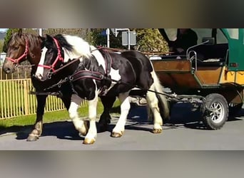 Weitere Kaltblüter, Wallach, 4 Jahre, 162 cm, Schecke