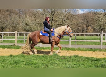 Weitere Kaltblüter, Wallach, 4 Jahre, 167 cm, Dunkelfuchs