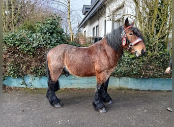 Weitere Kaltblüter, Wallach, 4 Jahre, 173 cm, Brauner