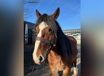 Weitere Kaltblüter, Wallach, 5 Jahre, 150 cm, Dunkelfuchs