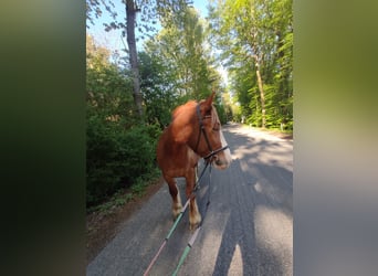 Weitere Kaltblüter Mix, Wallach, 5 Jahre, 150 cm, Fuchs