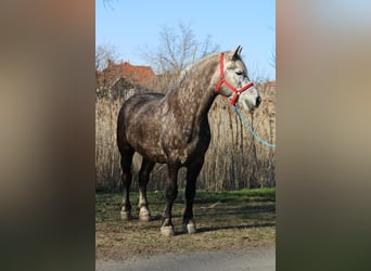 Weitere Kaltblüter, Wallach, 5 Jahre, 153 cm, Apfelschimmel