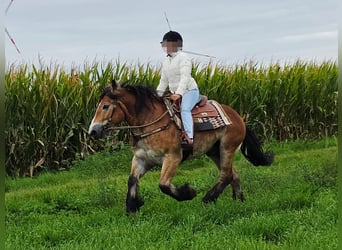 Weitere Kaltblüter, Wallach, 5 Jahre, 153 cm, Brauner