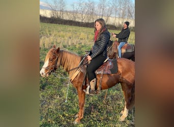 Weitere Kaltblüter Mix, Wallach, 5 Jahre, 154 cm, Fuchs