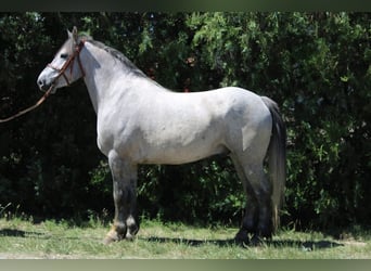 Weitere Kaltblüter Mix, Wallach, 5 Jahre, 155 cm, Apfelschimmel