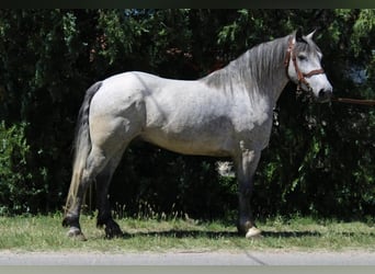 Weitere Kaltblüter Mix, Wallach, 5 Jahre, 155 cm, Apfelschimmel