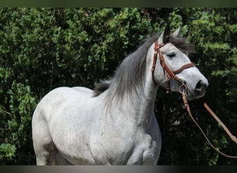Weitere Kaltblüter, Wallach, 5 Jahre, 155 cm, Schimmel