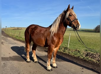 Weitere Kaltblüter, Wallach, 5 Jahre, 160 cm, Fuchs