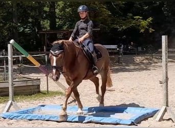 Weitere Kaltblüter, Wallach, 5 Jahre, 161 cm, Dunkelfuchs