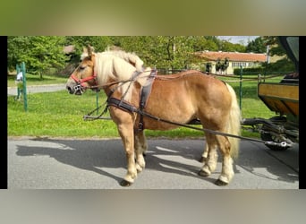 Weitere Kaltblüter, Wallach, 5 Jahre, 164 cm, Fuchs