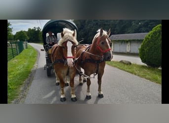 Weitere Kaltblüter, Wallach, 5 Jahre, 164 cm, Fuchs