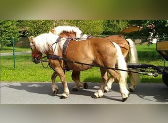 Weitere Kaltblüter, Wallach, 5 Jahre, 164 cm, Fuchs