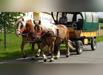 Weitere Kaltblüter, Wallach, 5 Jahre, 164 cm, Fuchs