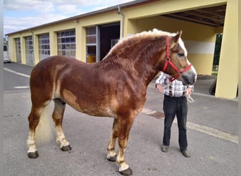 Weitere Kaltblüter, Wallach, 5 Jahre, 164 cm, Fuchs