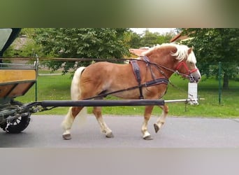 Weitere Kaltblüter, Wallach, 5 Jahre, 164 cm, Fuchs